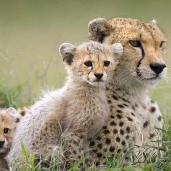 Cheetah (Acinonyx jubatus) mother and eight to nine week old cubs, Maasai Mara Reserve, Kenya